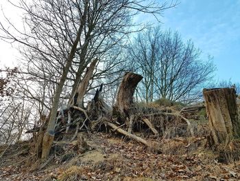 Bare trees on field in forest against sky