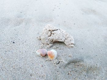 High angle view of shells on beach