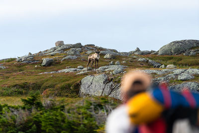 Stag standing on mountain