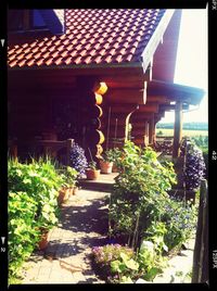Narrow walkway along trees