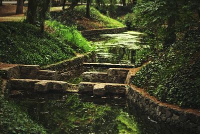 Walkway amidst trees