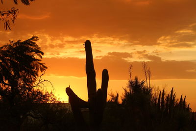 Silhouette trees against orange sky