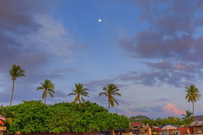 Low angle view of palm trees against sky