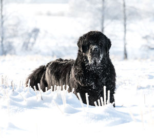 Newfoundland in winter wonderland