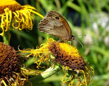 Close-up of butterfly pollinating on flower