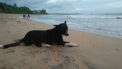 View of a dog on beach