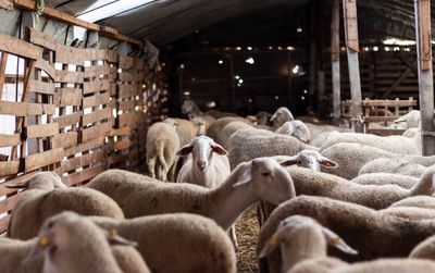 View of sheep in pen