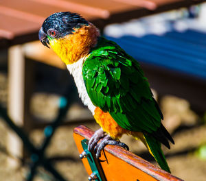 Close-up of parrot perching on wood