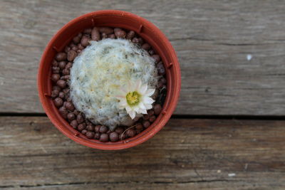Close up of cactus with pink flower in brown pot