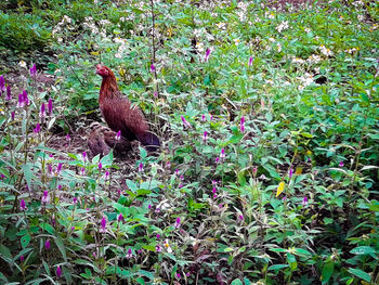 Close-up of rooster on plants