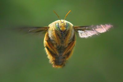 Close-up of insect