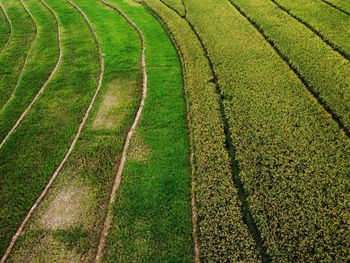 Aerial panorama of agrarian rice fields landscape like a terraced rice fields ubud bali indonesia