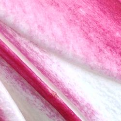 Close-up of pink flower