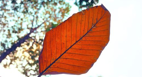 Low angle view of orange leaves on tree against sky