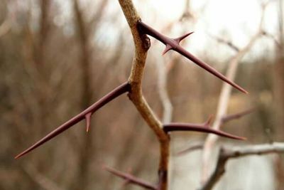 Close-up of branches against blurred background