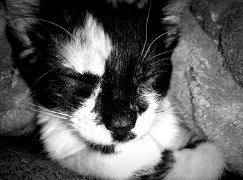 Close-up of cat