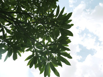 Low angle view of tree against sky