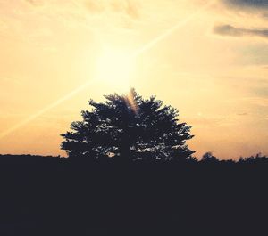 Silhouette of trees at sunset