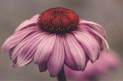 Close-up of purple coneflower blooming outdoors