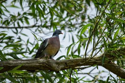 Low angle view of bird perching on tree