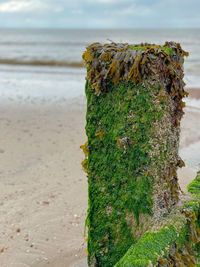 Close-up of moss growing on tree trunk