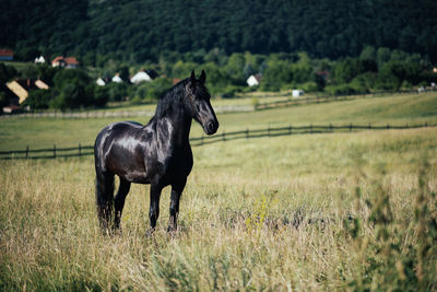 Horse standing on field