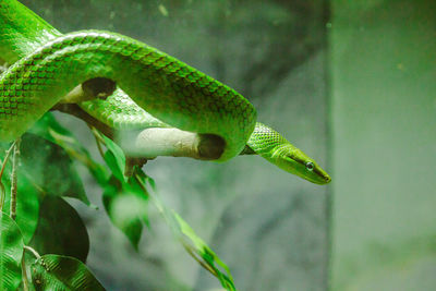 Close-up of green lizard