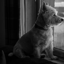 Close-up of a dog looking away