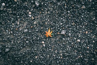 High angle view of autumn leaves on road