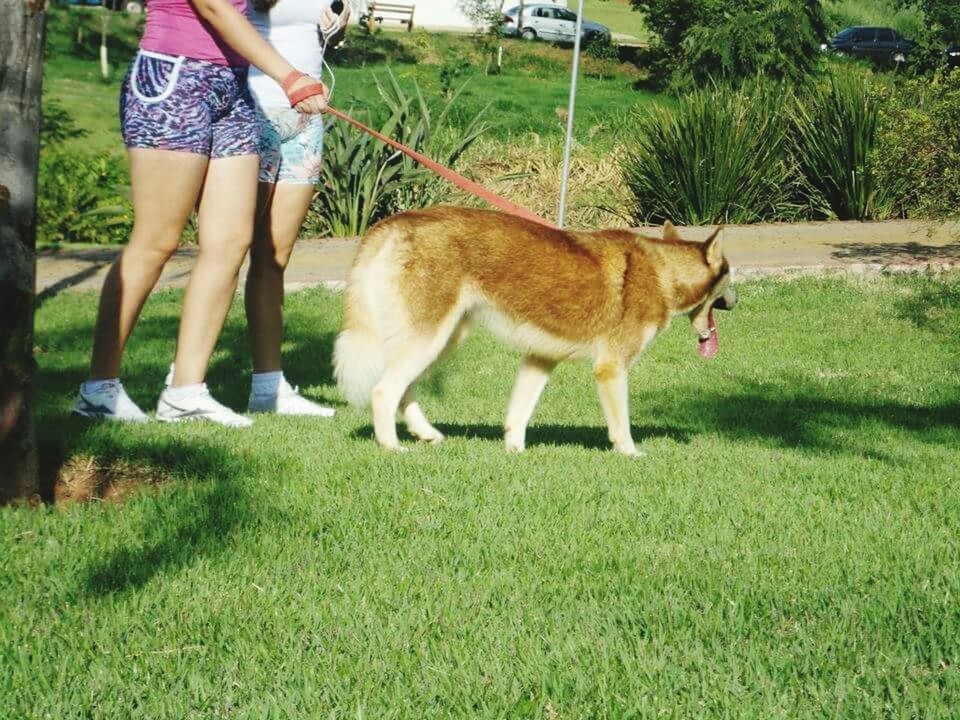 animal themes, grass, domestic animals, one animal, mammal, lifestyles, pets, dog, low section, leisure activity, standing, walking, full length, field, men, playing, grassy, person