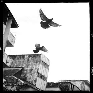 Low angle view of birds flying in sky