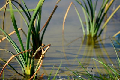 Close-up of grass by sea
