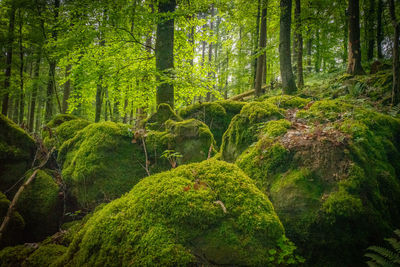 Trees growing in forest