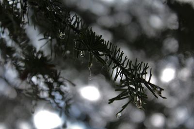 Close-up of christmas tree in winter