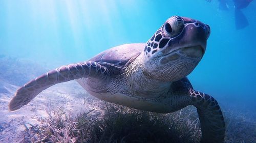Close-up of turtle swimming in sea