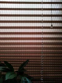 Close-up of plant against window blinds