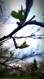 Close-up of leaves on branch