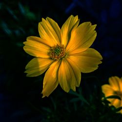 Close-up of yellow cosmos flower