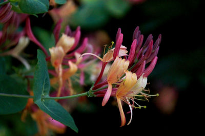 Close-up of pink flowers blooming outdoors