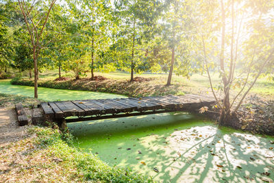 Scenic view of stream amidst trees in forest