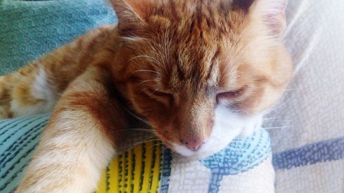 High angle view of cat sleeping at home