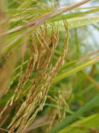 Close-up of crops growing on field