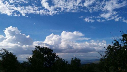 High section of trees against clouds