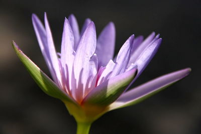 Close-up of purple crocus blooming outdoors