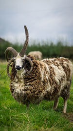 Close-up portrait of sheep grazing on field
