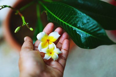 Close-up of hand holding flower