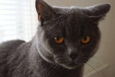 Close-up portrait of cat