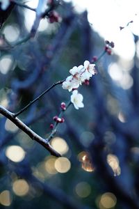 Low angle view of flowers on tree