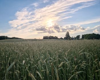 Scenic view of agricultural field against sky