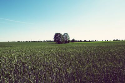 Scenic view of agricultural field against clear sky